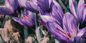 Fleurs de crocus sativus